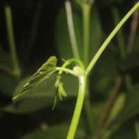 Cissus lonchiphylla Thwaites